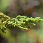 Osmunda spectabilis