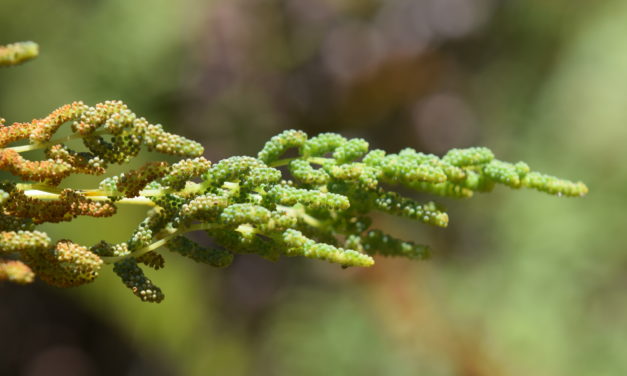 Osmunda spectabilis