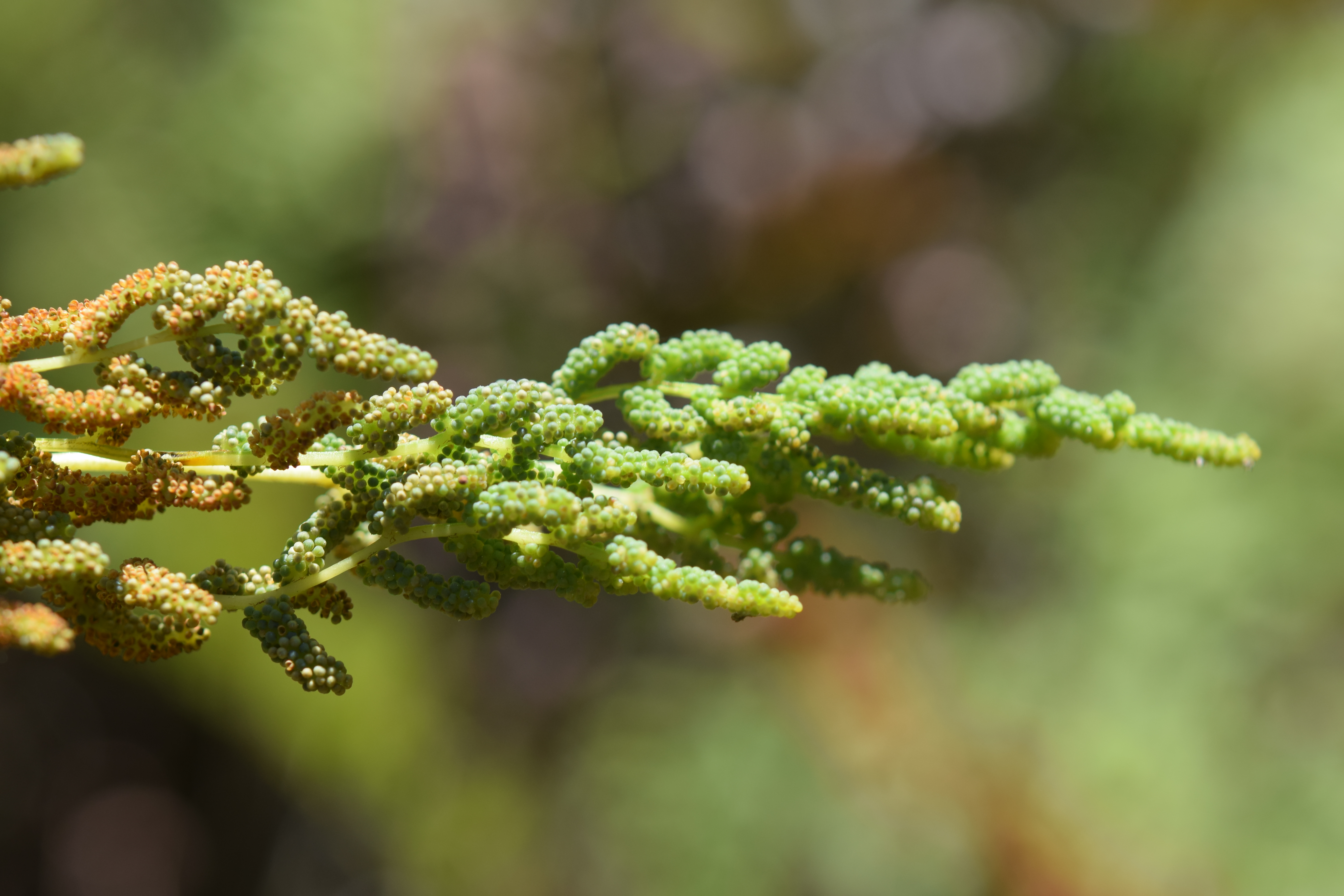 Osmunda spectabilis