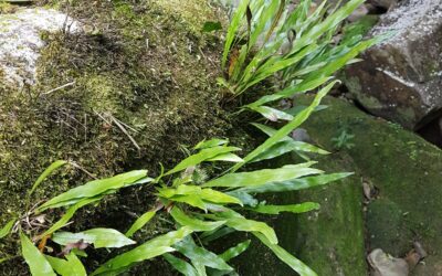 Elaphoglossum burchellii