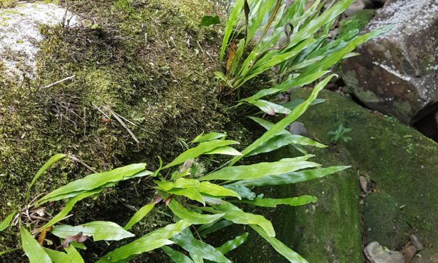 Elaphoglossum burchellii