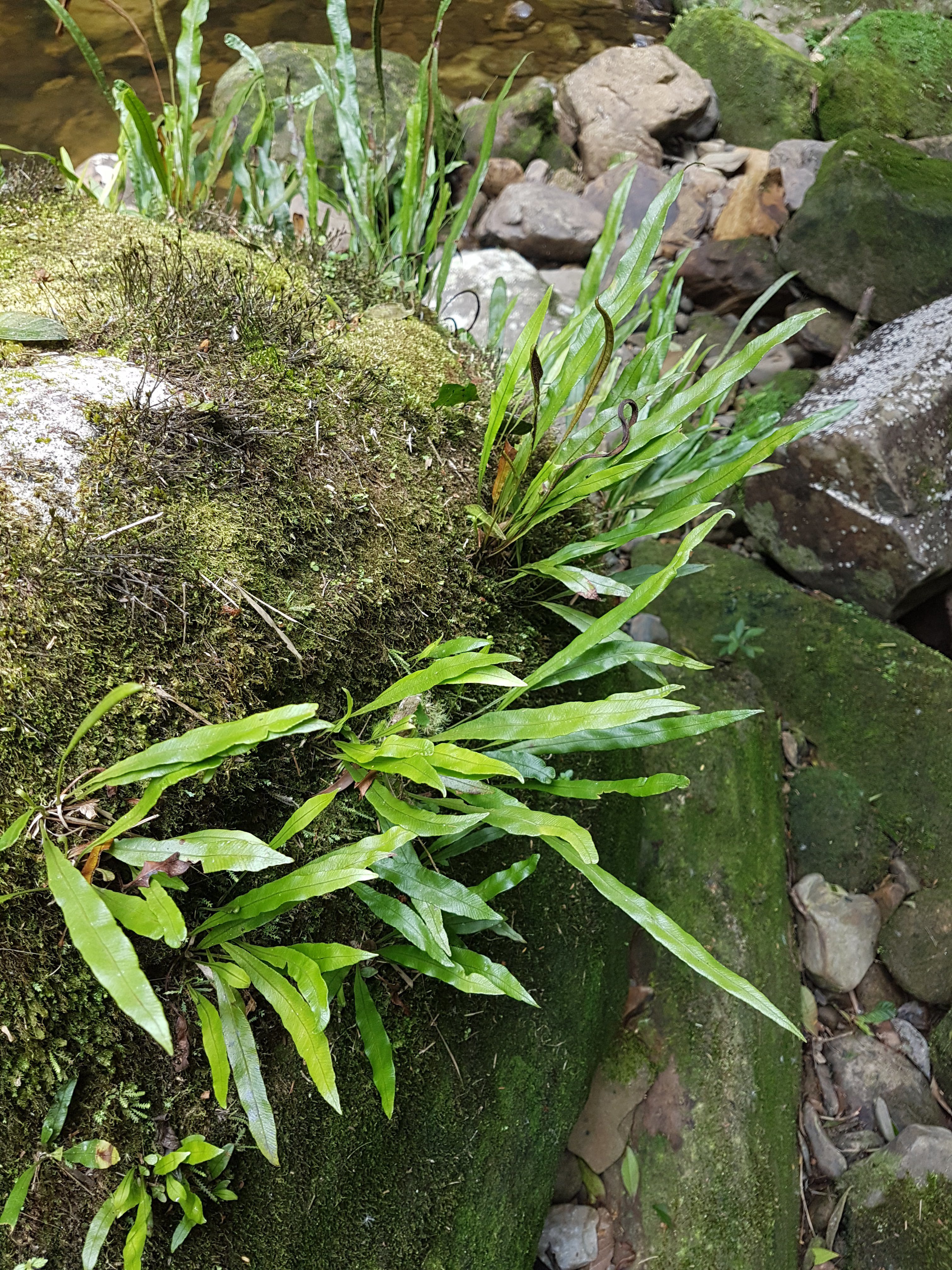 Elaphoglossum burchellii