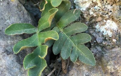 Pleopeltis thyssanolepis