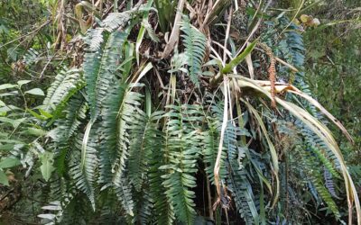 Serpocaulon catharinae