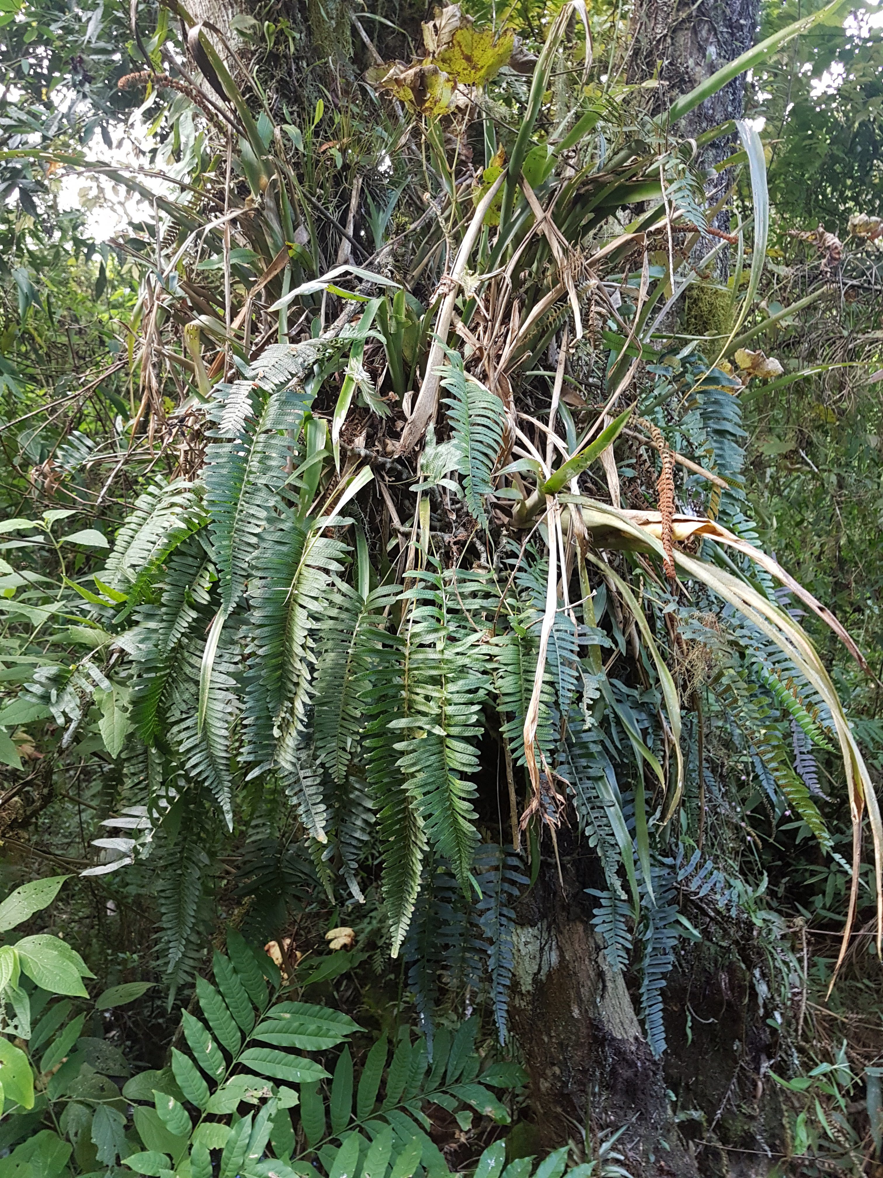 Serpocaulon catharinae