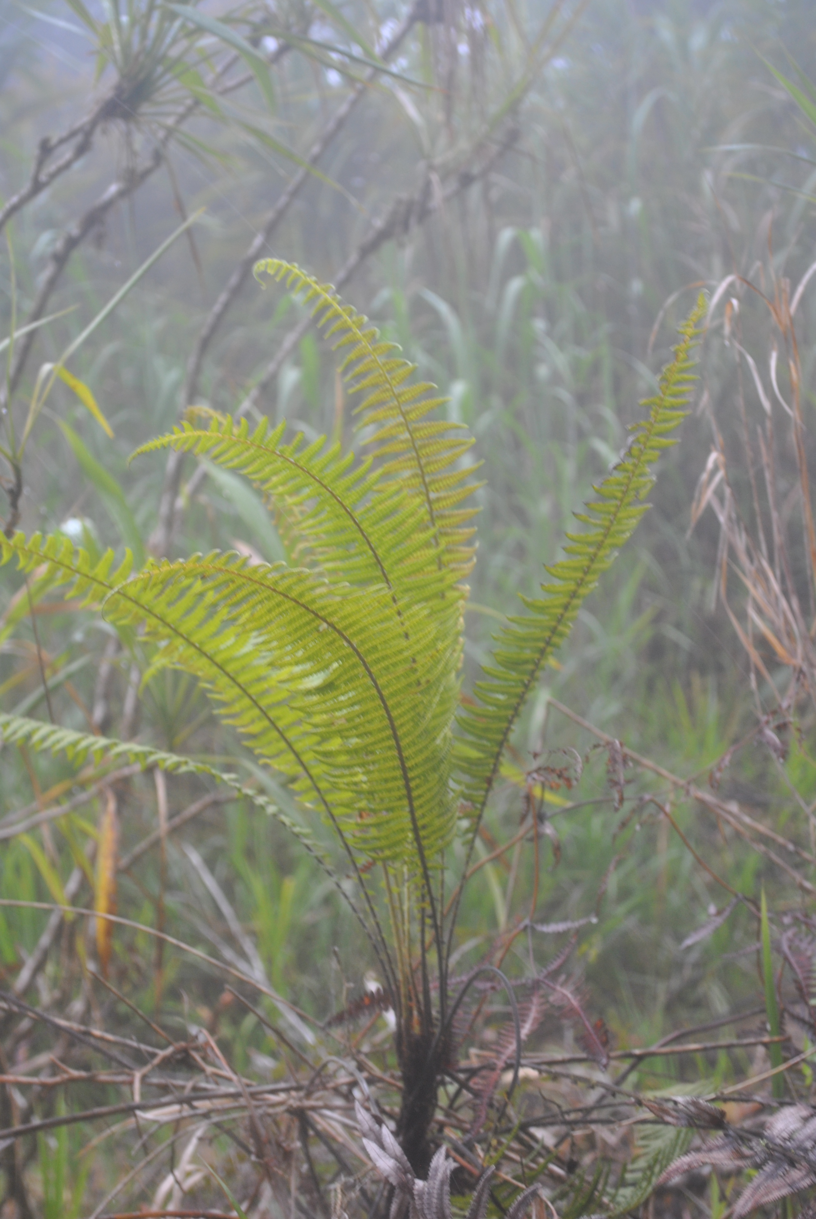 Sphaerostephanos archboldii