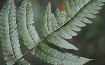 Pneumatopteris subappendiculata, vel. aff.