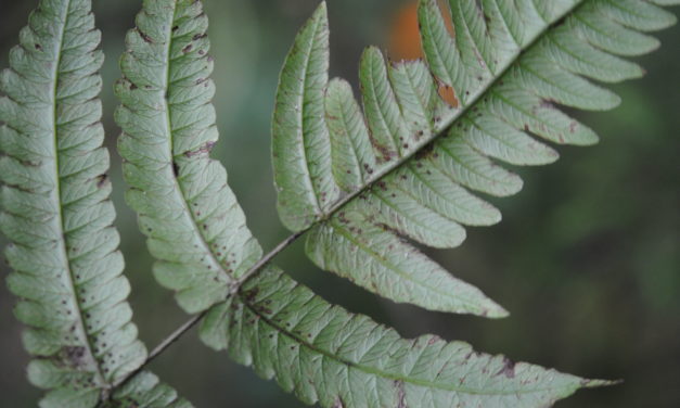 Pneumatopteris subappendiculata, vel. aff.