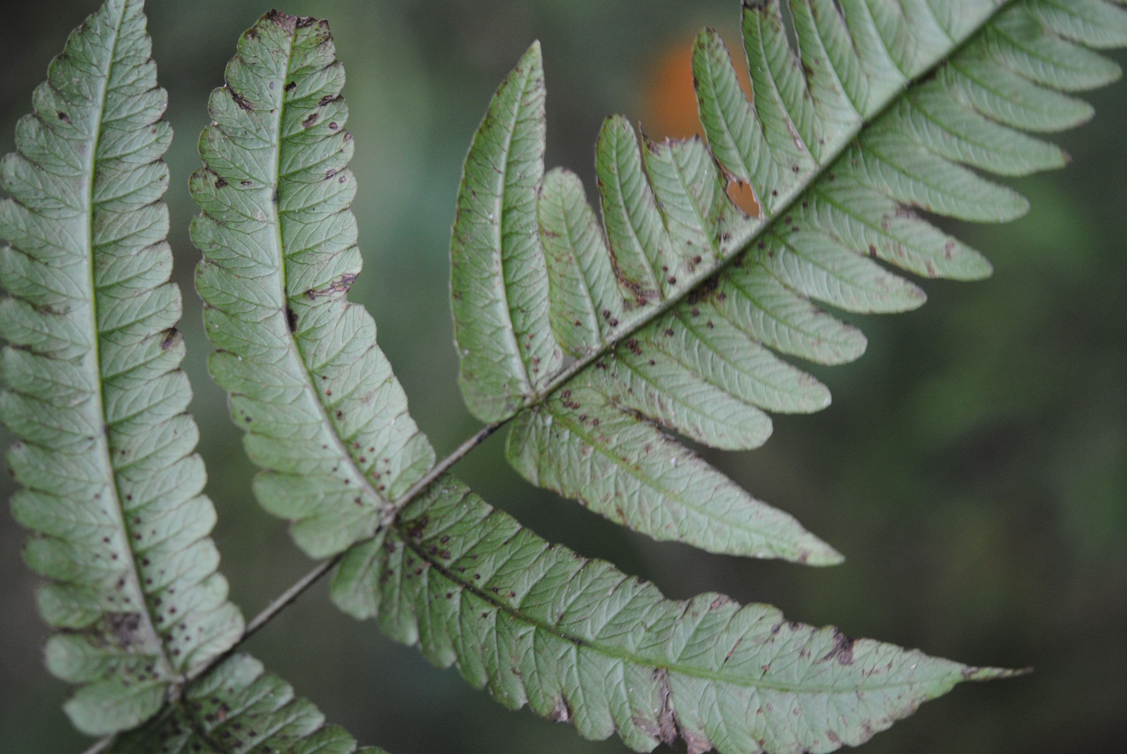 Pneumatopteris subappendiculata, vel. aff.