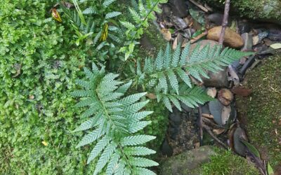 Amauropelta ptarmica