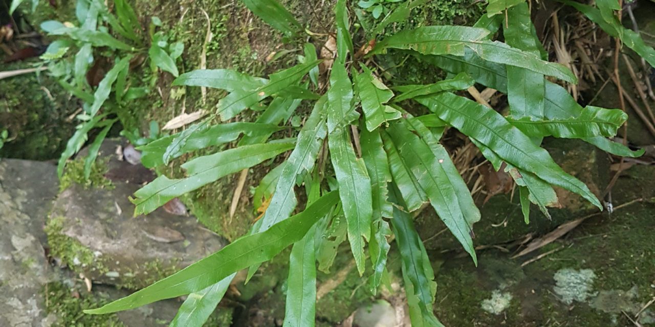 Elaphoglossum burchellii