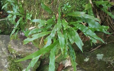 Elaphoglossum burchellii