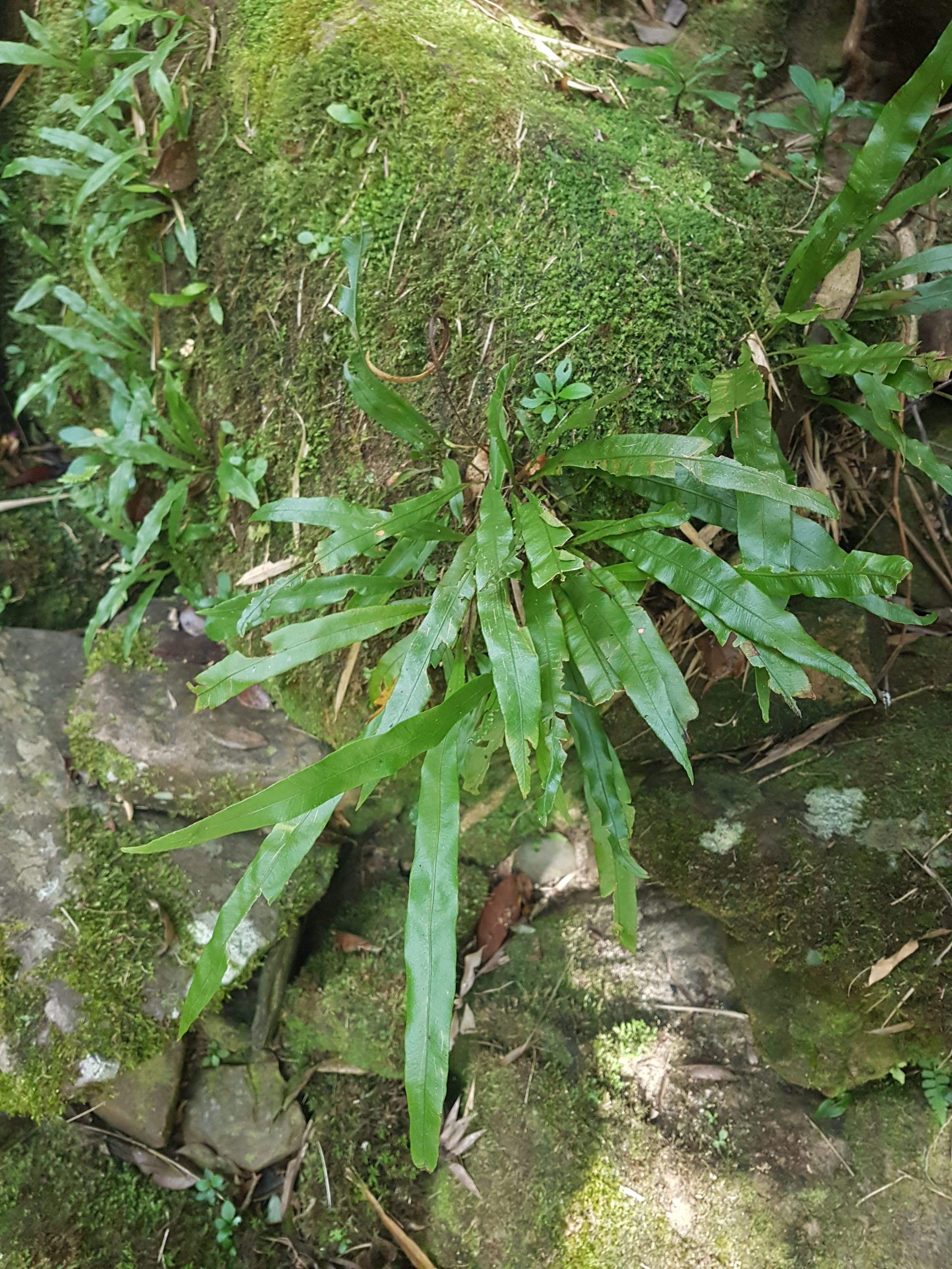 Elaphoglossum papillosum | Ferns and Lycophytes of the World