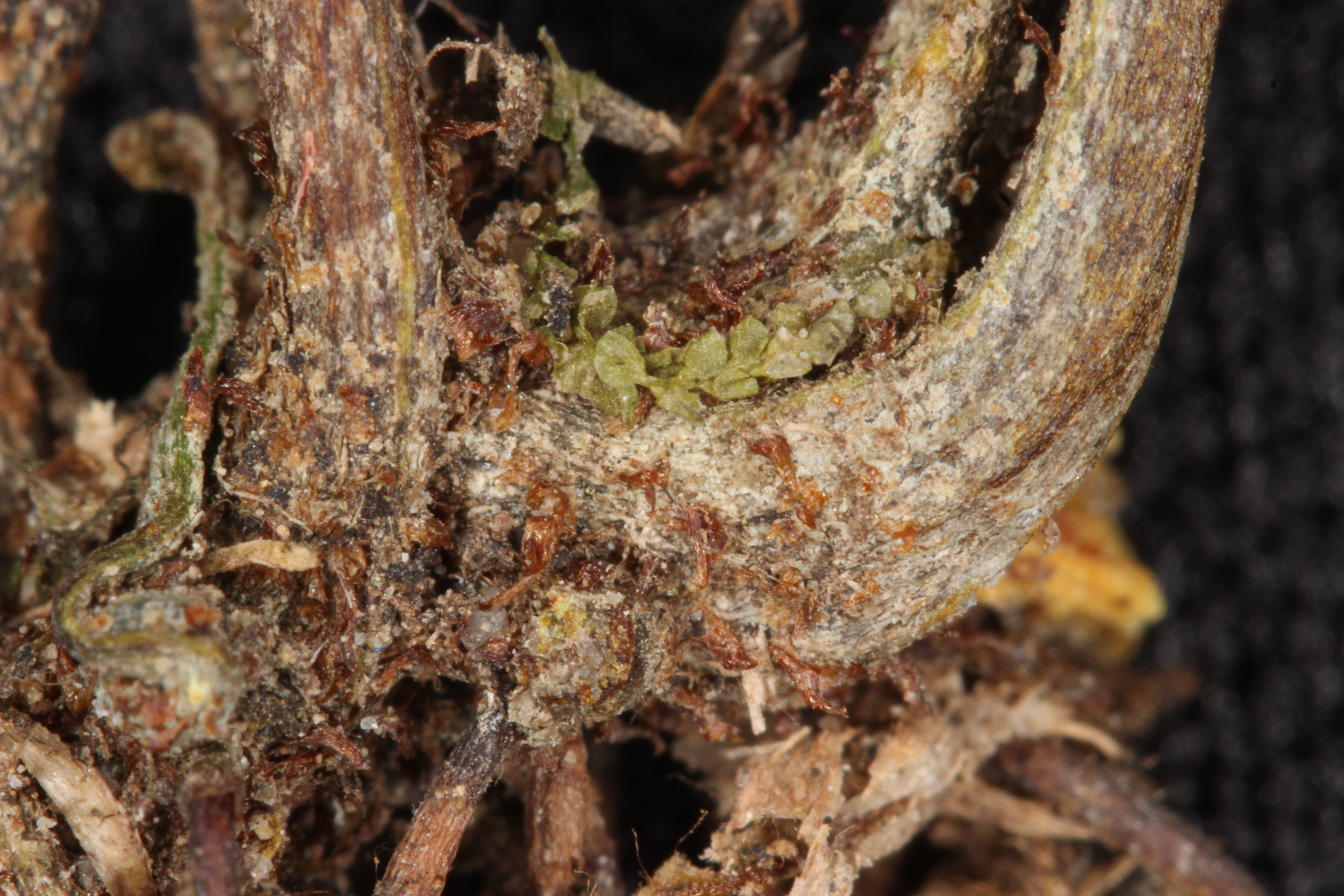 Elaphoglossum aff ocoense (Dryopteridaceae) image 29996 at 