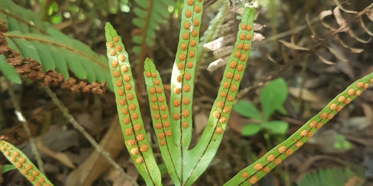 Pleopeltis pleopeltifolia