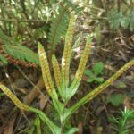 Pleopeltis pleopeltifolia