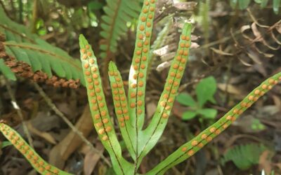 Pleopeltis pleopeltifolia