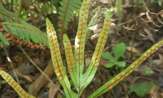 Pleopeltis pleopeltifolia