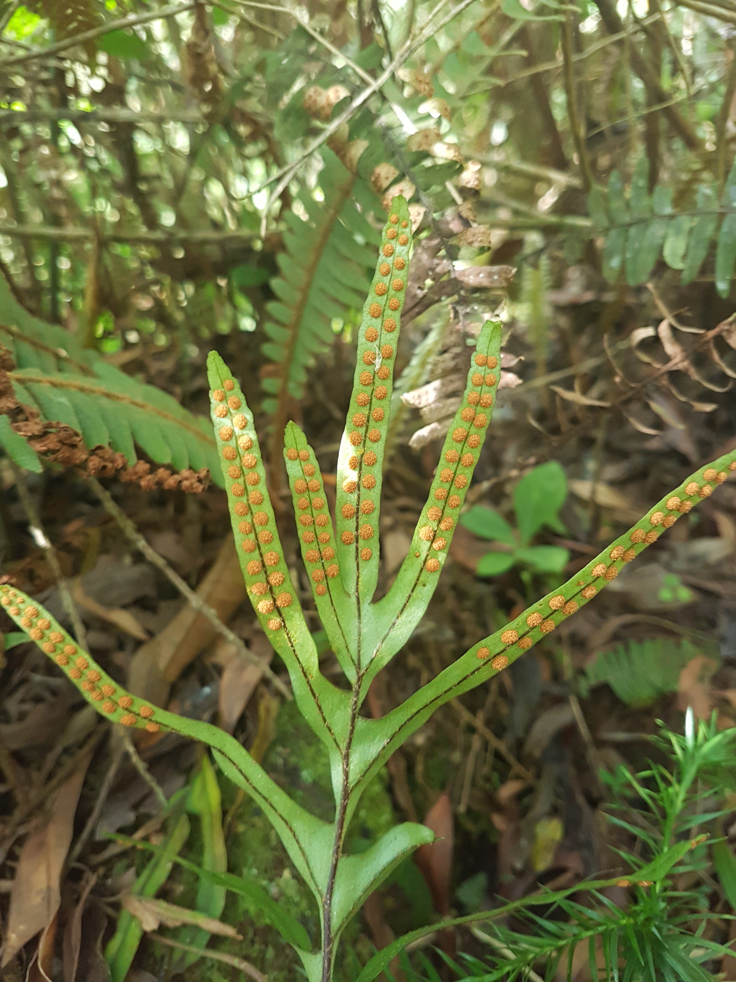 Pleopeltis pleopeltifolia