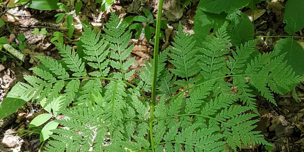 Botrypus virginianus