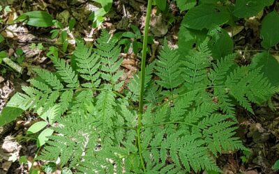 Botrypus virginianus