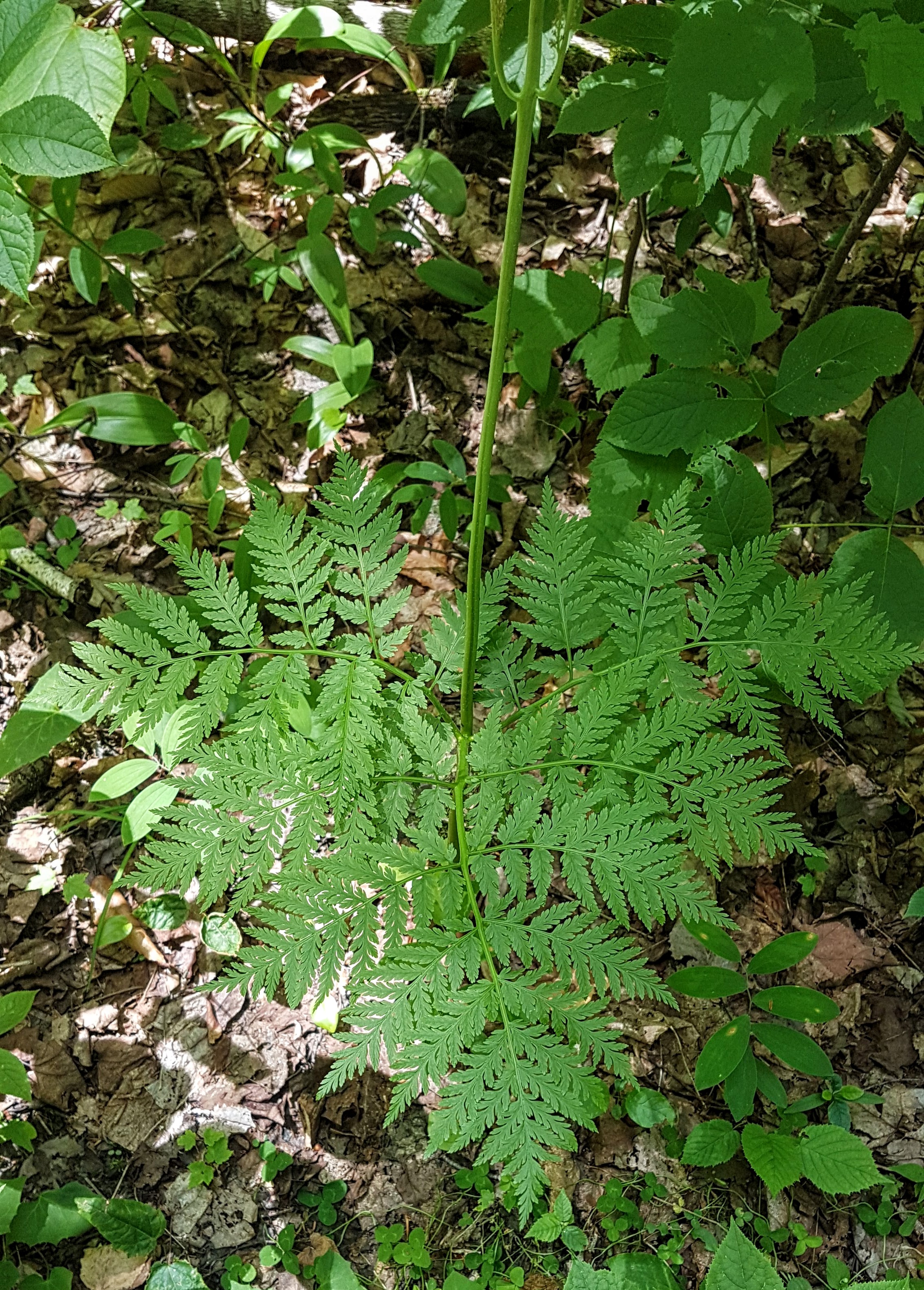 Botrypus virginianus