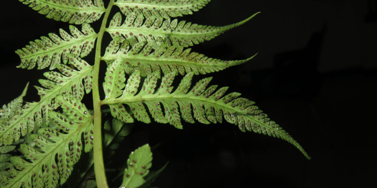 Ephemeropteris skinneri