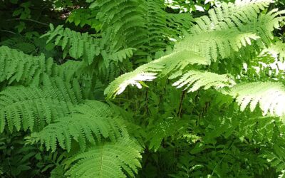 Claytosmunda claytoniana