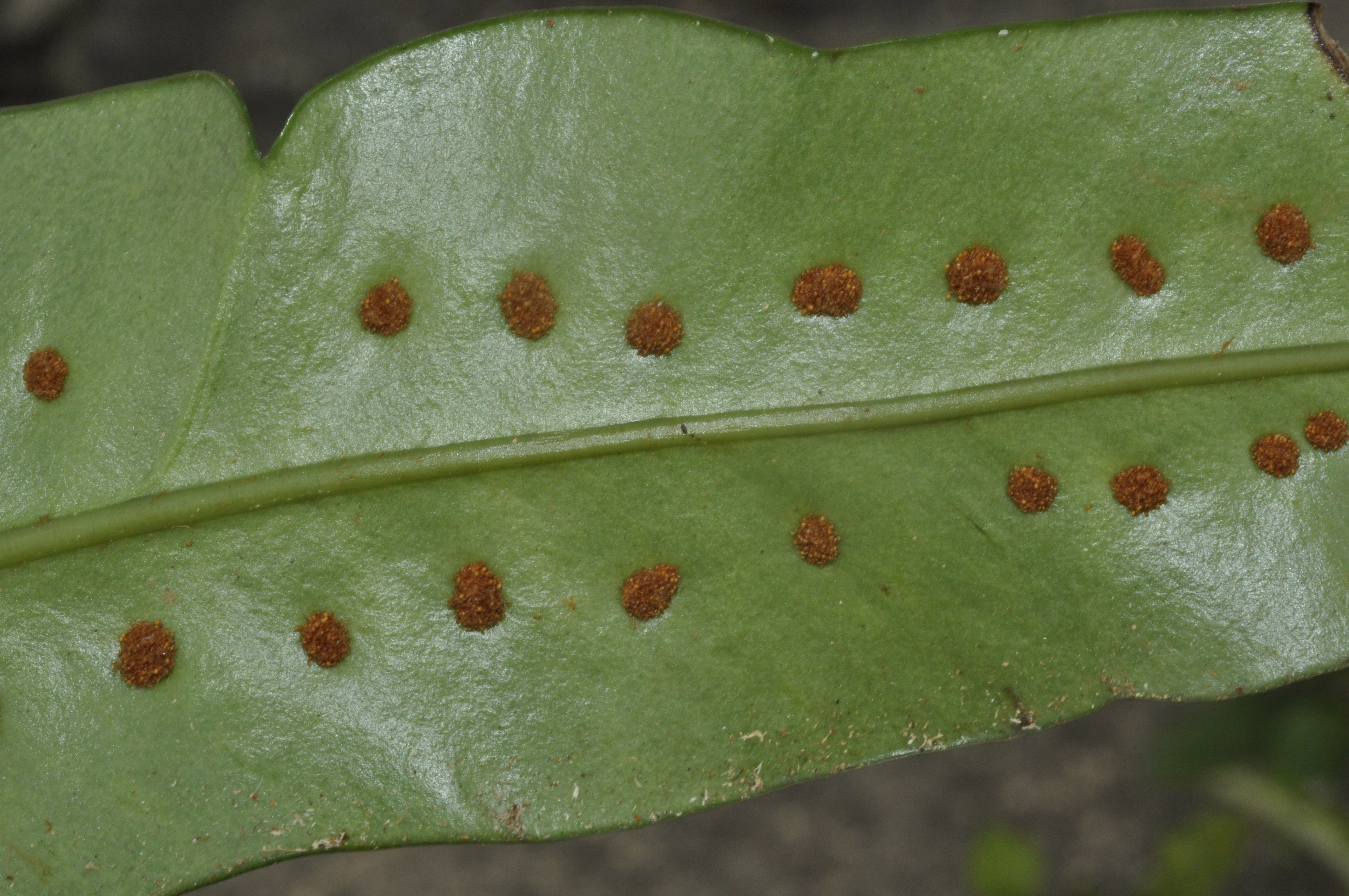 Microgramma megalophylla