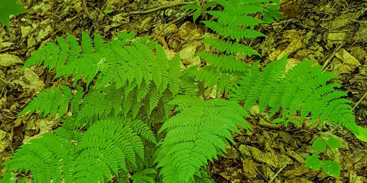 Dryopteris intermedia