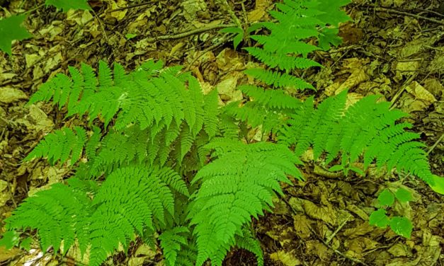 Dryopteris intermedia