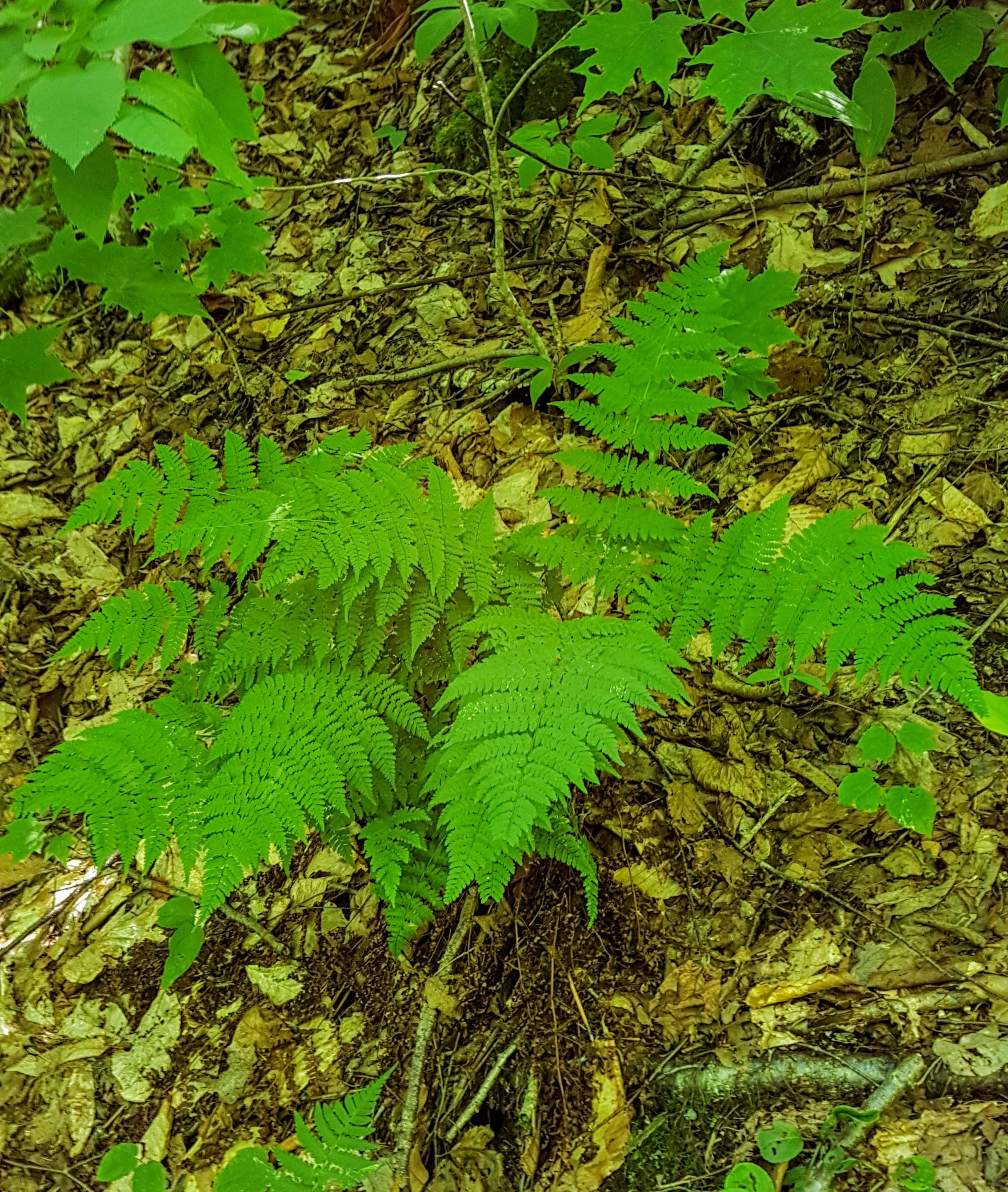 Dryopteris intermedia