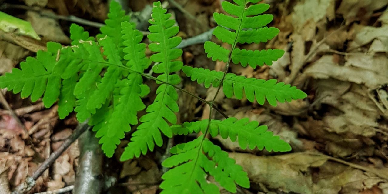 Gymnocarpium dryopteris