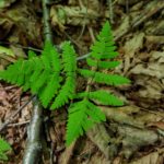 Gymnocarpium dryopteris