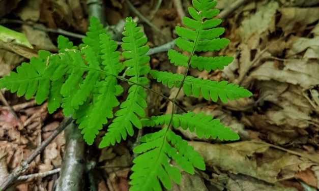 Gymnocarpium dryopteris