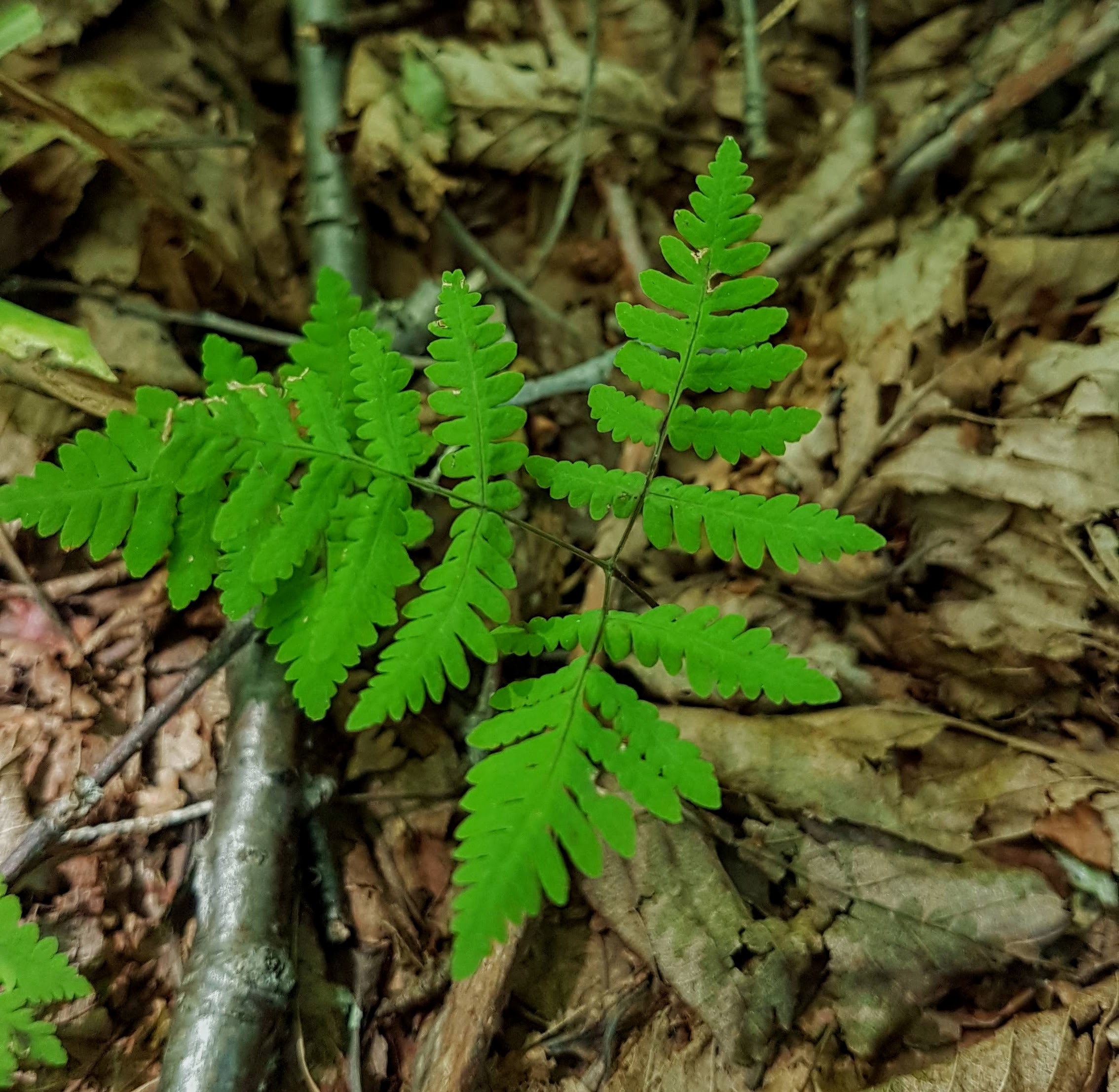 Gymnocarpium dryopteris