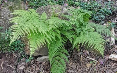 Macrothelypteris torresiana