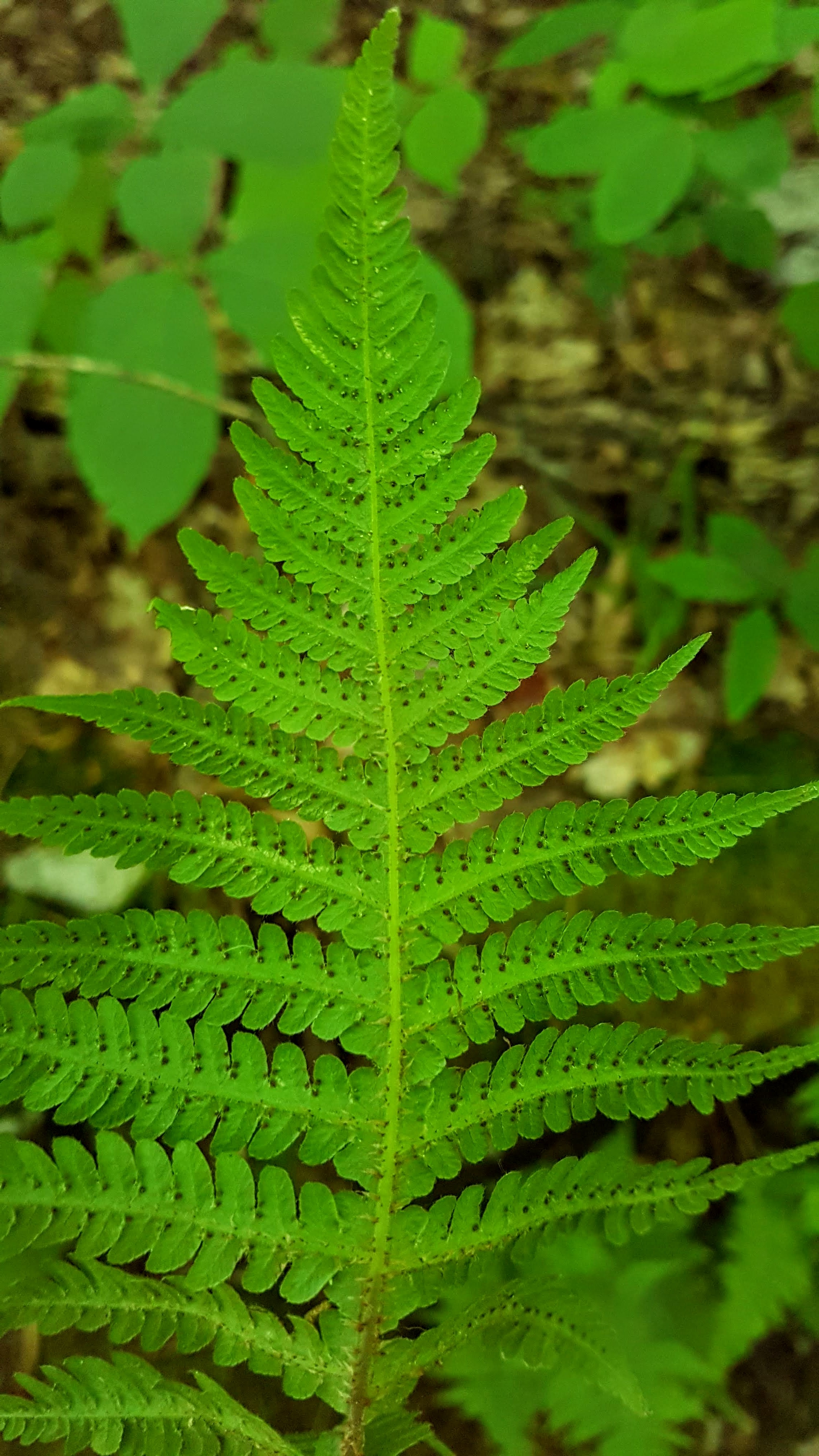 Phegopteris connectilis