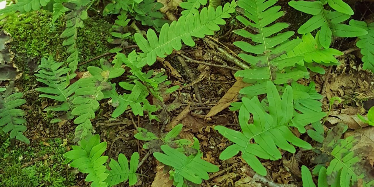 Polypodium sp.