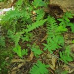 Polypodium sp.