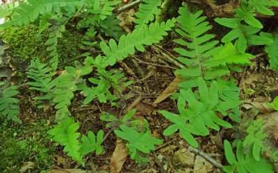 Polypodium sp.