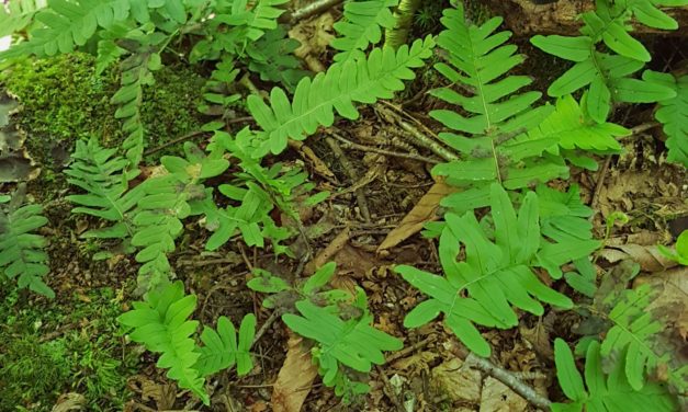 Polypodium sp.