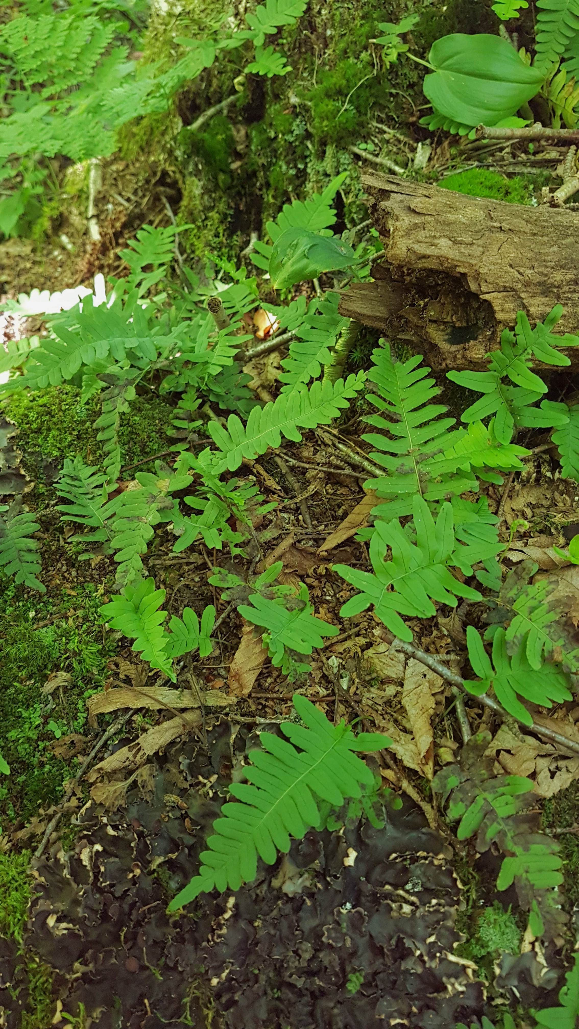 Polypodium sp.