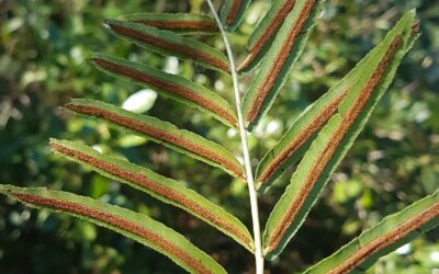 Telmatoblechnum serrulatum