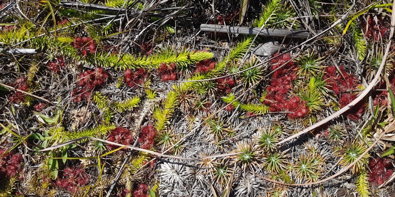 Lycopodiella tupiana