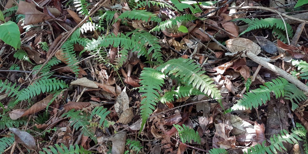 Blechnum polypodioides