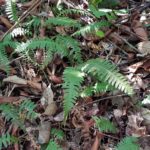 Blechnum polypodioides