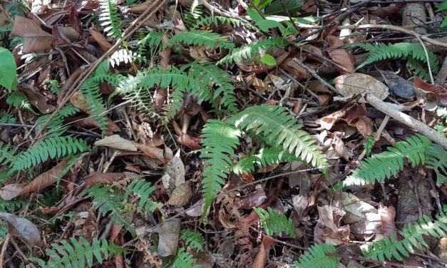 Blechnum polypodioides