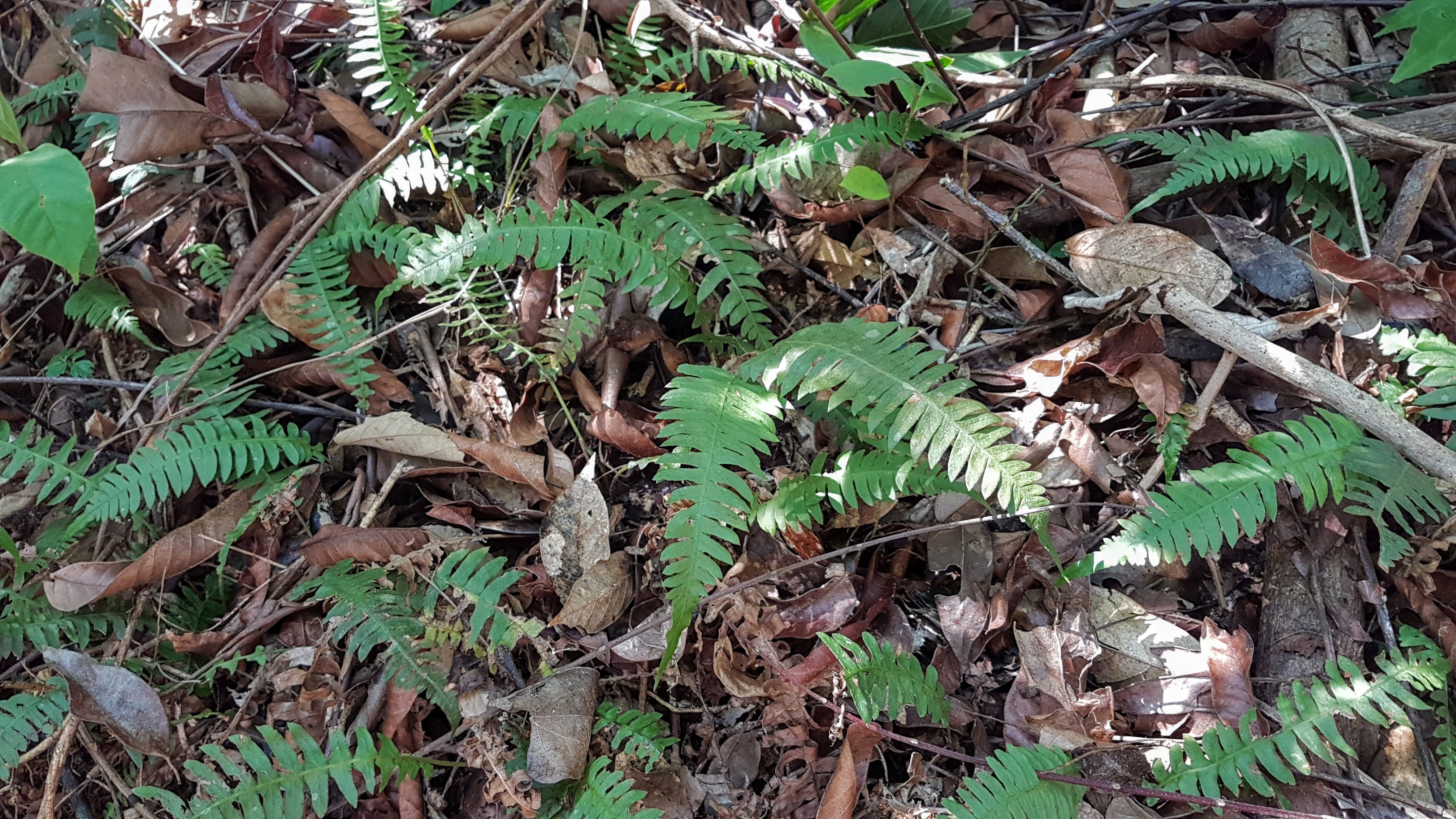 Blechnum polypodioides