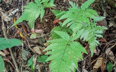 Polybotrya cylindrica